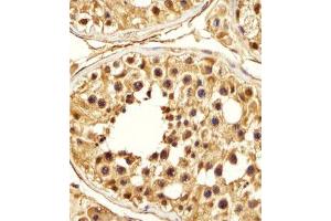 Immunohistochemical staining of formalin-fixed and paraffin-embedded human testis section reacted with PSMA5 monoclonal antibody  at 1:25 dilution. (PSMA5 Antikörper)