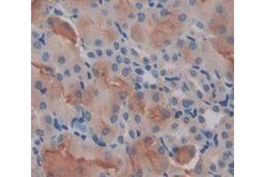 IHC-P analysis of Mouse Tissue, with DAB staining. (LPCAT1 Antikörper  (AA 301-514))