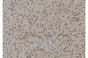 ABIN6278771 at 1/100 staining Rat kidney tissue by IHC-P. (GTF2H4 Antikörper  (Internal Region))