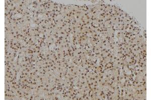 ABIN6277189 at 1/100 staining Rat kidney tissue by IHC-P. (UHRF2 Antikörper  (Internal Region))