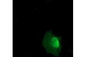 Immunofluorescence (IF) image for anti-E3 SUMO-Protein Ligase NSE2 (NSMCE2) antibody (ABIN1499528) (NSMCE2 Antikörper)