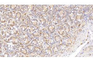 Detection of RNASE2 in Human Small intestine Tissue using Monoclonal Antibody to Ribonuclease A2 (RNASE2) (RNASE2 Antikörper  (AA 28-161))