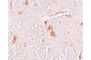 Immunohistochemistry (IHC) image for anti-Shisa Homolog 9 (Shisa9) (Middle Region) antibody (ABIN1031091) (Shisa9 Antikörper  (Middle Region))