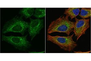ICC/IF Image PGD antibody [N1N3] detects PGD protein at cytoplasm by immunofluorescent analysis. (PGD Antikörper)