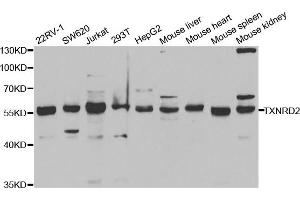 Western Blotting (WB) image for anti-Thioredoxin Reductase 2 (TXNRD2) antibody (ABIN1876678) (TXNRD2 Antikörper)