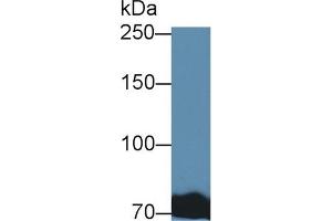 Western Blotting (WB) image for anti-Transferrin (TF) antibody (ABIN7430012)