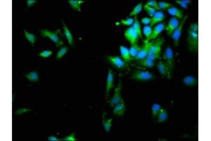 Immunofluorescence (IF) image for anti-serpin Peptidase Inhibitor, Clade B (Ovalbumin), Member 1 (SERPINB1) (AA 1-379) antibody (ABIN7158247)