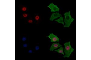 ABIN7094279 and ABIN7098326 staining HepG2 cells by IF/ICC.