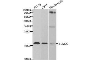 Western blot analysis of extracts of various cell lines, using SUMO2 antibody. (SUMO2 Antikörper  (AA 1-95))
