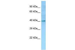WB Suggested Anti-OR1I1 Antibody Titration: 1. (OR1I1 Antikörper  (C-Term))