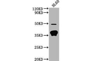 Western Blot Positive WB detected in: HL60 whole cell lysate All lanes: OR10P1 antibody at 1:2000 Secondary Goat polyclonal to rabbit IgG at 1/50000 dilution Predicted band size: 35 kDa Observed band size: 35 kDa (OR1P1 Antikörper  (AA 260-272))
