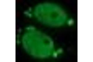 Image no. 2 for anti-Estrogen-Related Receptor gamma (ESRRG) (AA 24-263) antibody (ABIN1491250) (ESRRG Antikörper  (AA 24-263))