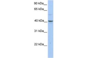 Western Blotting (WB) image for anti-Pellino E3 Ubiquitin Protein Ligase Family Member 3 (PELI3) antibody (ABIN2463636) (Pellino 3 Antikörper)