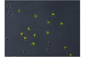 Immunofluorescence (IF) image for anti-Acrosomal Vesicle Protein 1 (ACRV1) antibody (FITC) (ABIN238419)