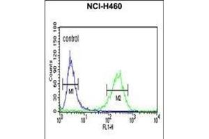 PISD Antibody (Center) (ABIN652776 and ABIN2842511) flow cytometric analysis of NCI- cells (right histogram) compared to a negative control cell (left histogram). (PISD Antikörper  (AA 223-250))