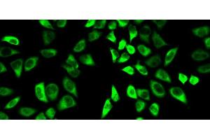 Immunofluorescence analysis of HeLa cells using PRDX6 Polyclonal Antibody (Peroxiredoxin 6 Antikörper)