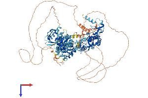 PLEKHM1 Protein (AA 1-1074) (His tag)