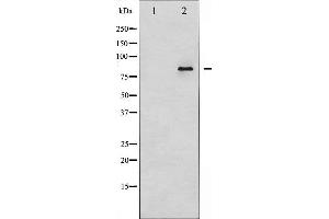 Western blot analysis of Ataxin 1 expression in NIH-3T3 whole cell lysates,The lane on the left is treated with the antigen-specific peptide. (Ataxin 1 Antikörper  (C-Term))