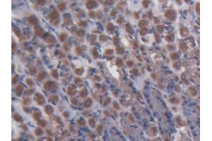 DAB staining on IHC-P; Samples: Rat Stomach Tissue (MPP3 Antikörper  (AA 385-570))