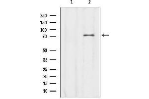 anti-Coiled-Coil Domain Containing 93 (CCDC93) (C-Term) antibody