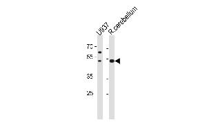 SLC25A25 Antibody (N-term) (ABIN1881810 and ABIN2843612) western blot analysis in U-937 cell line and rat cerebellum tissue lysates (35 μg/lane). (SLC25A25 Antikörper  (N-Term))