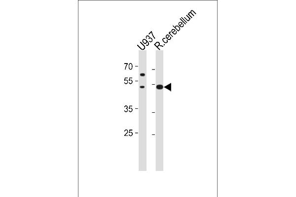 SLC25A25 Antikörper  (N-Term)
