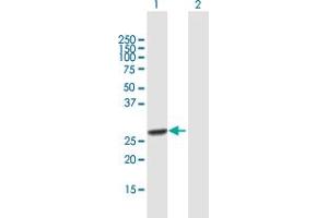 Western Blot analysis of RFXANK expression in transfected 293T cell line by RFXANK MaxPab polyclonal antibody. (RFXANK Antikörper  (AA 1-237))