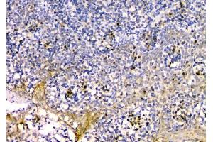 IHC analysis of GM130 using anti-GM130 antibody (ABIN6719433). (Golgin A2 (GOLGA2) (AA 796-913) Antikörper)