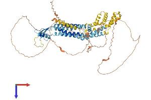 Pannexin 2 Protein (PANX2) (AA 1-677) (His tag)