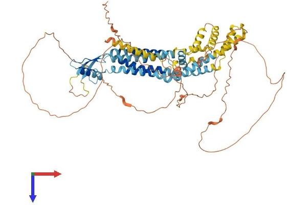 Pannexin 2 Protein (PANX2) (AA 1-677) (His tag)