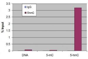 5-Hydroxymethylcytosine (5-hmC, 5-hydroxymethylcytidine) antibody tested by Methyl DNA immunoprecipitation. (5-Hydroxymethylcytosine Antikörper)