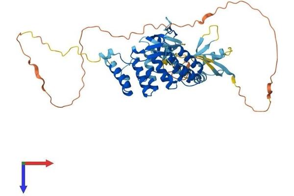 NOXA1 Protein (AA 1-476) (His tag)