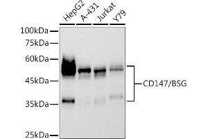 Western blot analysis of extracts of various cell lines, using CD147/BSG antibody (ABIN7265838) at 1:500 dilution. (CD147 Antikörper)