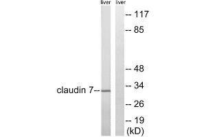 Western blot analysis of extracts from rat liver cells, using Claudin 7 (epitope around residue 210) antibody. (Claudin 7 Antikörper  (Tyr210))