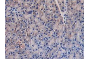 IHC-P analysis of Mouse Pancreas Tissue, with DAB staining. (GAB3 Antikörper  (AA 142-375))