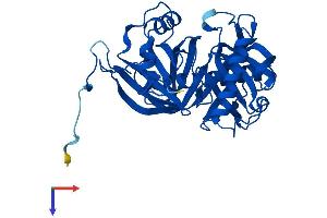 L3HYPDH Protein (AA 1-354) (His tag)