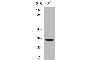 Western Blot analysis of HuvEc cells using CNOT7 Polyclonal Antibody (CNOT7 Antikörper  (N-Term))