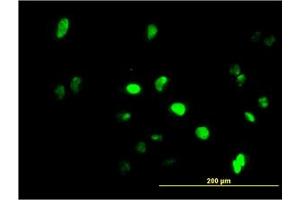 Image no. 1 for anti-Growth Factor Independent 1 (GFI1) (AA 1-92) antibody (ABIN466022) (GFI1 Antikörper  (AA 1-92))
