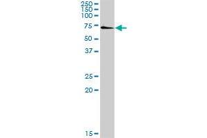 SSH3 MaxPab rabbit polyclonal antibody. (SSH3 Antikörper  (AA 1-659))