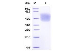 Mouse Fc gamma RI, His Tag on SDS-PAGE under reducing (R) condition. (FCGR1A Protein (AA 25-297) (His tag))