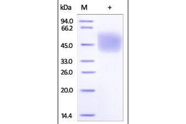 FCGR1A Protein (AA 25-297) (His tag)