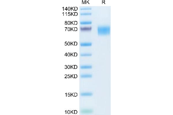 TYRO3 Protein (AA 31-419) (His tag)