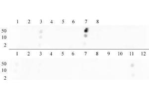 Histone H3 dimethyl Lys9 antibody tested by dot blot analysis. (Histone 3 Antikörper  (H3K9me2))