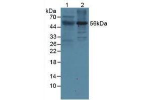 Figure. (LILRB2 Antikörper  (AA 53-255))