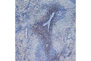 Staining of frozen rat spleen with Mouse anti rat CD4 (CD4 Antikörper  (Domain 1))