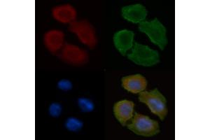 ABIN6258813 and ABIN6275138 staining Hela cells(30 min of UV treatment) by IF/ICC. (GABRA6 Antikörper  (N-Term))