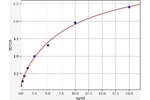 TYK2 ELISA Kit