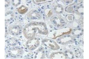 IHC-P analysis of Human Kidney Tissue, with DAB staining. (STAM2 Antikörper  (AA 1-377))