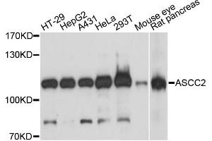 Western blot analysis of extracts of various cell lines, using ASCC2 antibody. (ASCC2 Antikörper)