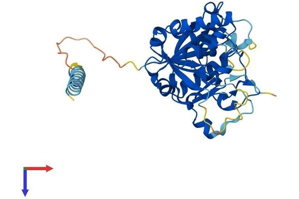 GLT8D2 Protein (AA 1-349) (His tag)